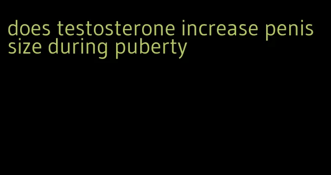 does testosterone increase penis size during puberty