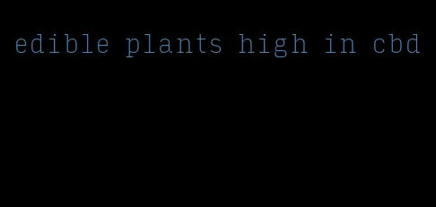 edible plants high in cbd