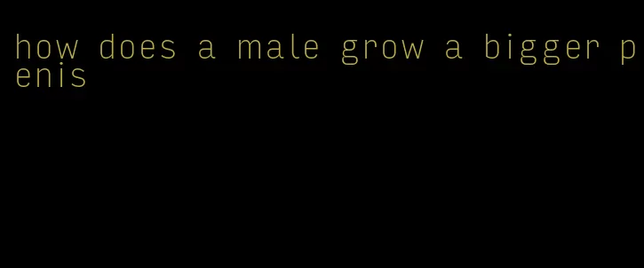 how does a male grow a bigger penis