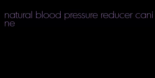natural blood pressure reducer canine
