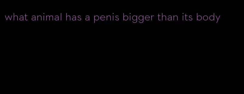 what animal has a penis bigger than its body