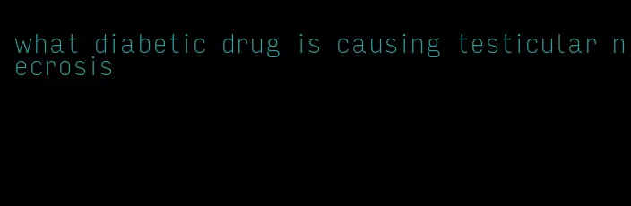 what diabetic drug is causing testicular necrosis